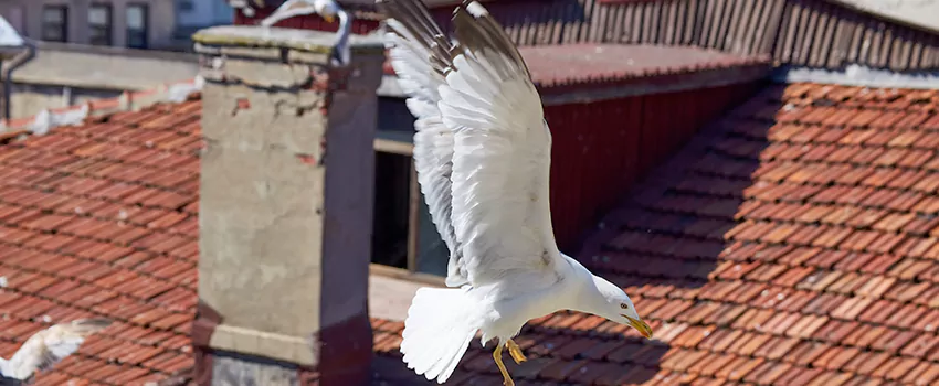 Residential Chimney Animal Removal Solution in Middle River, MD