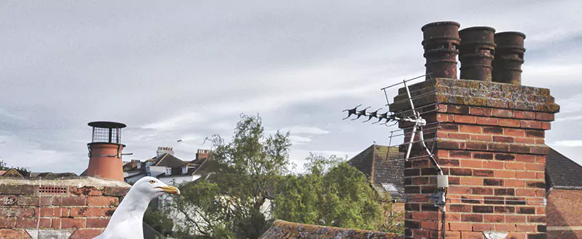 Chimney Cleaning And Restoration in Middle River, Maryland